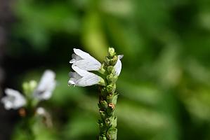 2025-08080053 Tower Hill Botanaic Garden, MA